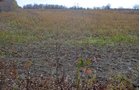 Property photo 15 - 80 Acres & Home - Property Offered in 4 Tracts from 2.3 to 30.0 Acres